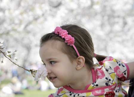 Take a whiff of cherry blossoms!
