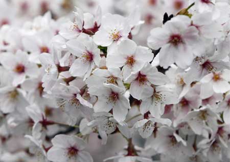 Take a whiff of cherry blossoms!