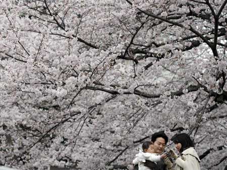 Take a whiff of cherry blossoms!
