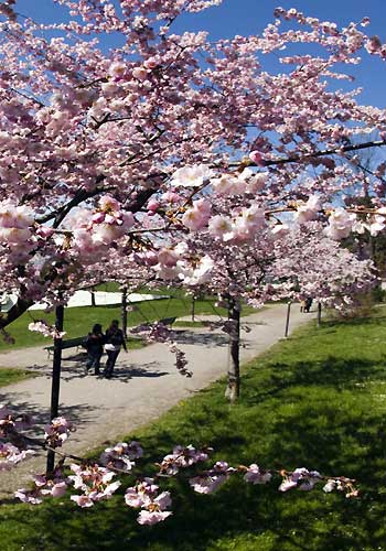 Take a whiff of cherry blossoms!
