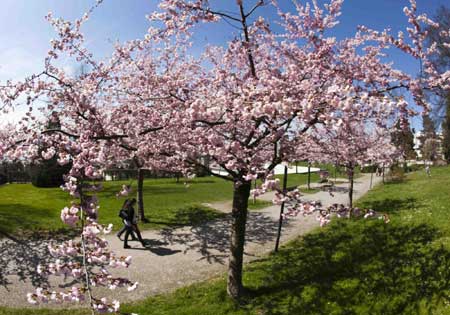 Take a whiff of cherry blossoms!