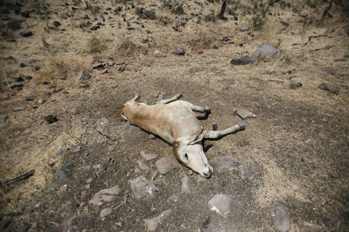 El Nino leads to drought in Nicaragua
