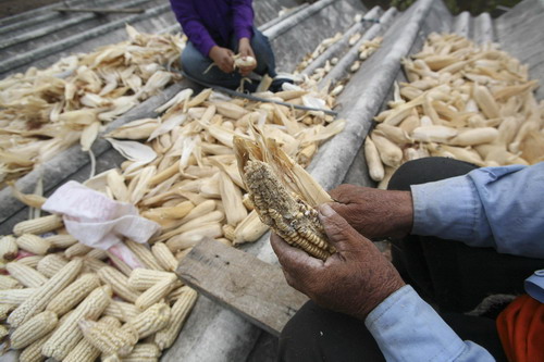 El Nino leads to drought in Nicaragua