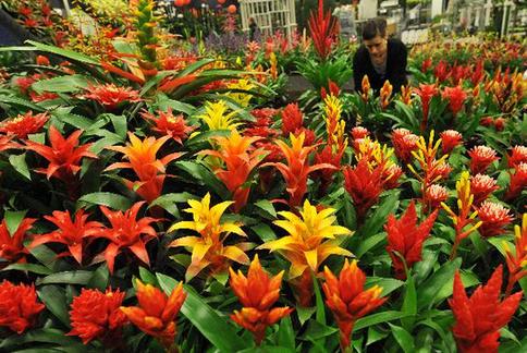 World's largest indoor flower show to kick off