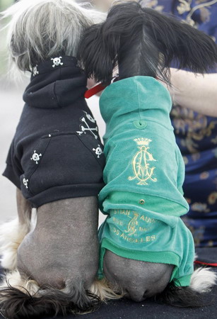 Dog show in Hungary