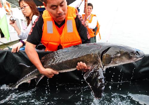 108 Chinese sturgeons added to ocean