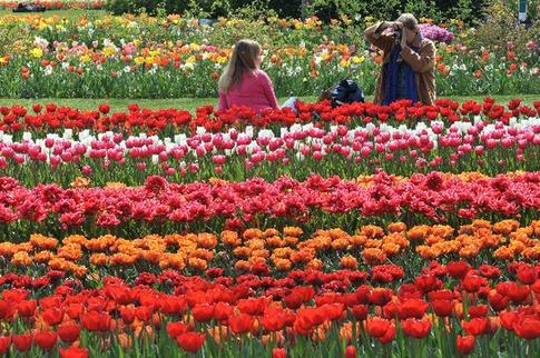 Enjoy tulip blossoms in Netherlands