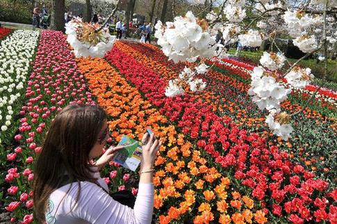 Enjoy tulip blossoms in Netherlands