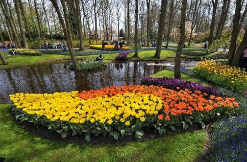 Enjoy tulip blossoms in Netherlands