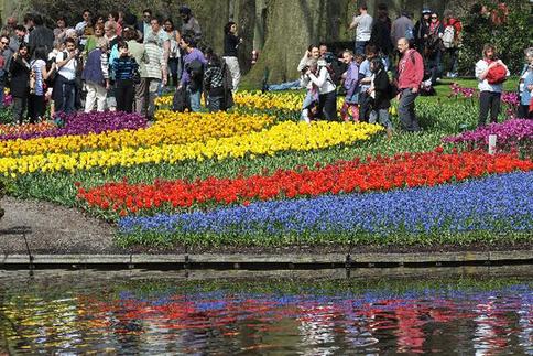 Enjoy tulip blossoms in Netherlands