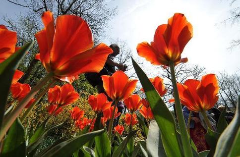 Enjoy tulip blossoms in Netherlands
