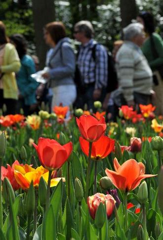 Enjoy tulip blossoms in Netherlands