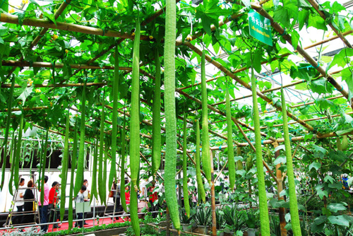 Giant vegetable 'grows' in E China