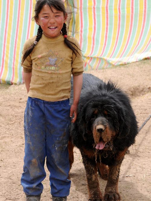 Tibetan mastiff industry hit hard in Yushu