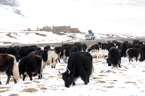 Snow blankets quake-hit Yushu