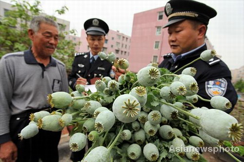 Illegal poppy plants seized in Henan