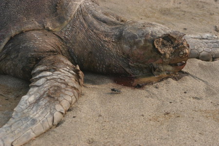Over 50 turtles found dead on Mexican beach