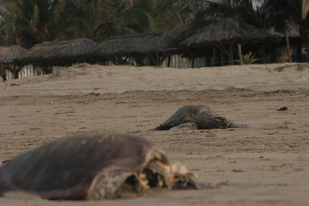 Over 50 turtles found dead on Mexican beach