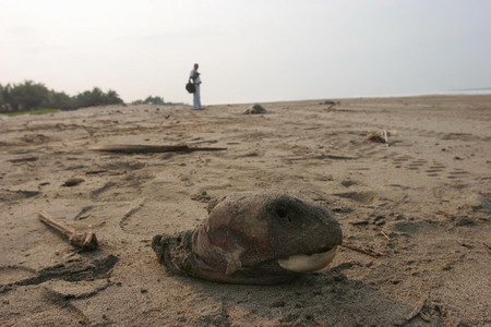 Over 50 turtles found dead on Mexican beach