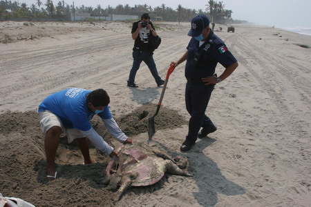 Over 50 turtles found dead on Mexican beach