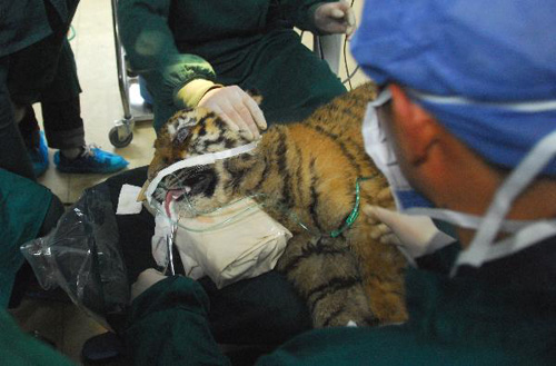 Baby tiger undergoes cataract operation in Nanjing