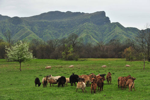 Shennongjia offers spring charm