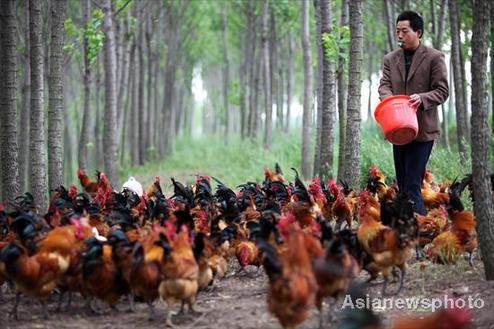 From a white collar to chicken king