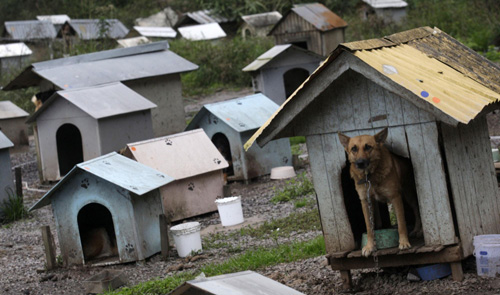 Favelas for abandoned dogs in Brazil