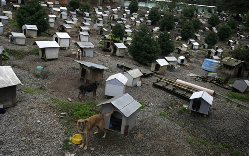 Favelas for abandoned dogs in Brazil