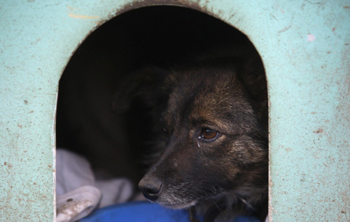 Favelas for abandoned dogs in Brazil