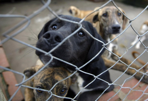 Favelas for abandoned dogs in Brazil