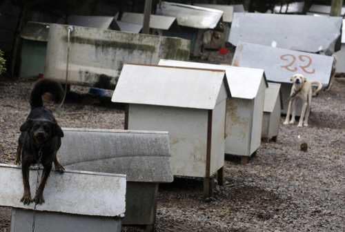 Favelas for abandoned dogs in Brazil