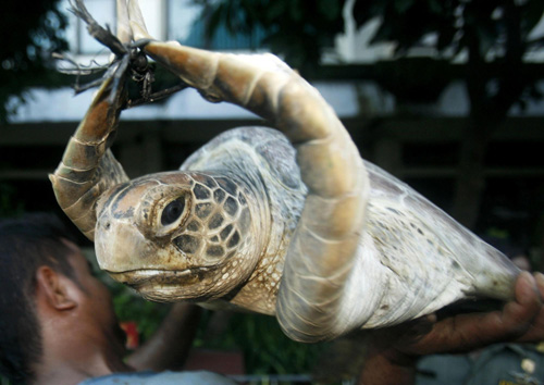 Indonesian police saved green turtles smuggled for food