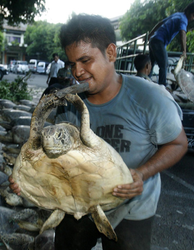 Indonesian police saved green turtles smuggled for food