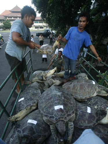 Indonesian police saved green turtles smuggled for food