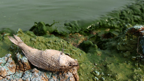 China's fifth biggest lake hit by bacteria