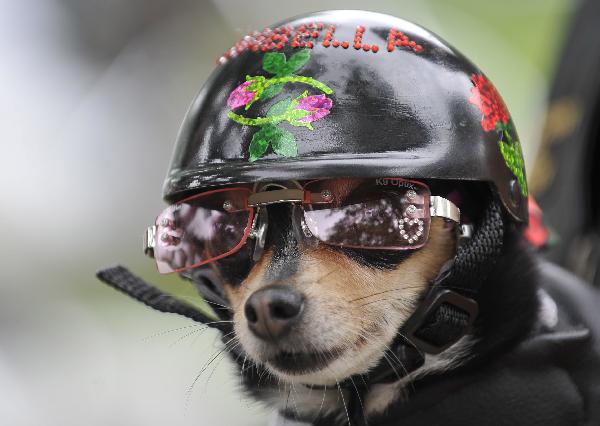 Dog dressed up to mark Memorial Day  