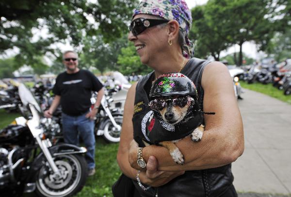 Dog dressed up to mark Memorial Day  