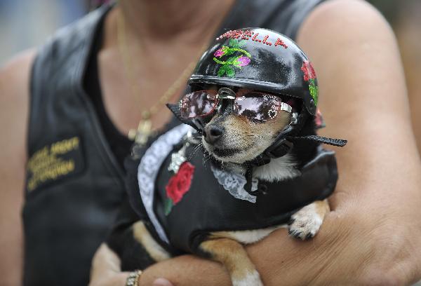 Dog dressed up to mark Memorial Day  