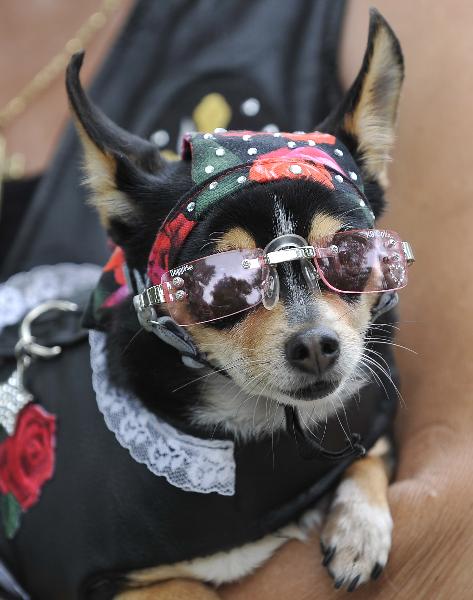Dog dressed up to mark Memorial Day  