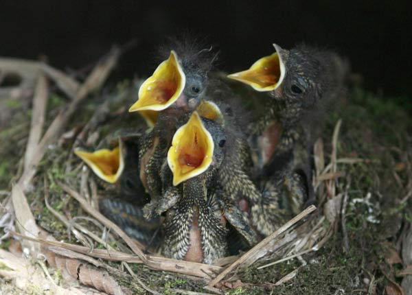 Baby sparrows