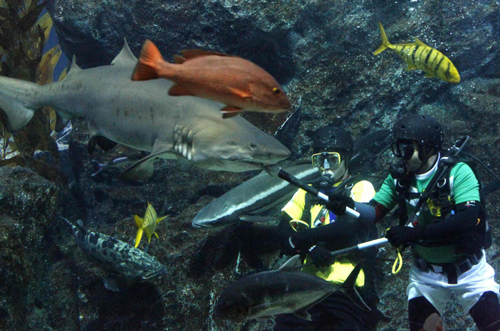 Divers cheer up for World Cup underwater