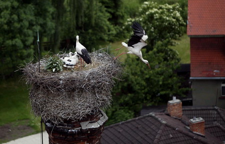 Oldest stork nest lasts for 146 years
