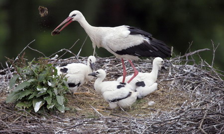 Oldest stork nest lasts for 146 years