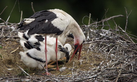 Oldest stork nest lasts for 146 years