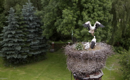 Oldest stork nest lasts for 146 years