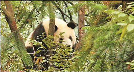 Threatened giant pandas 'moving northward'