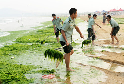 Fighting algae in E China coastal city