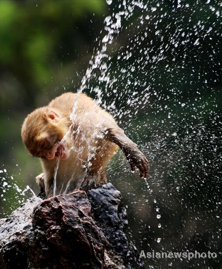 Looking for refreshment in hot weather