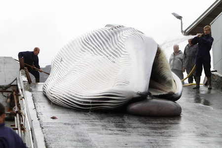 Fin whale season kicks off